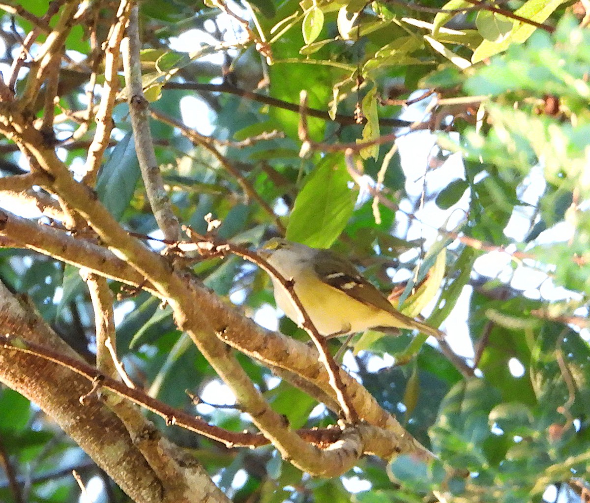 White-eyed Vireo - ML646942236