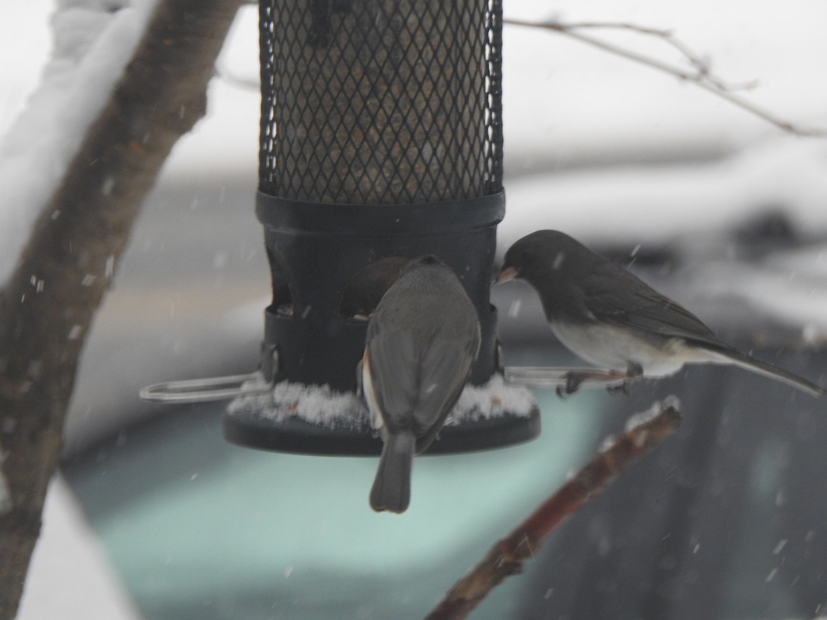 Dark-eyed Junco - ML646942237