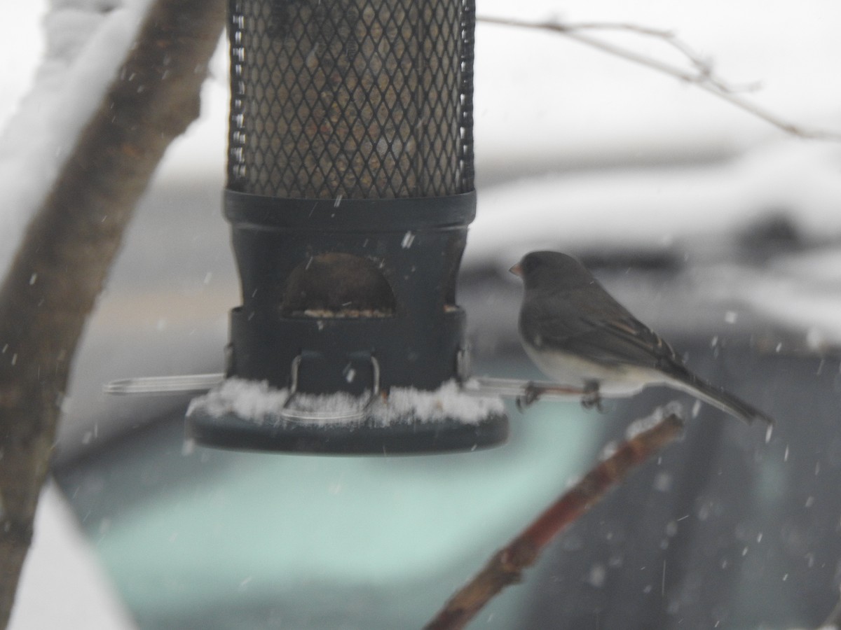 Dark-eyed Junco - ML646942238