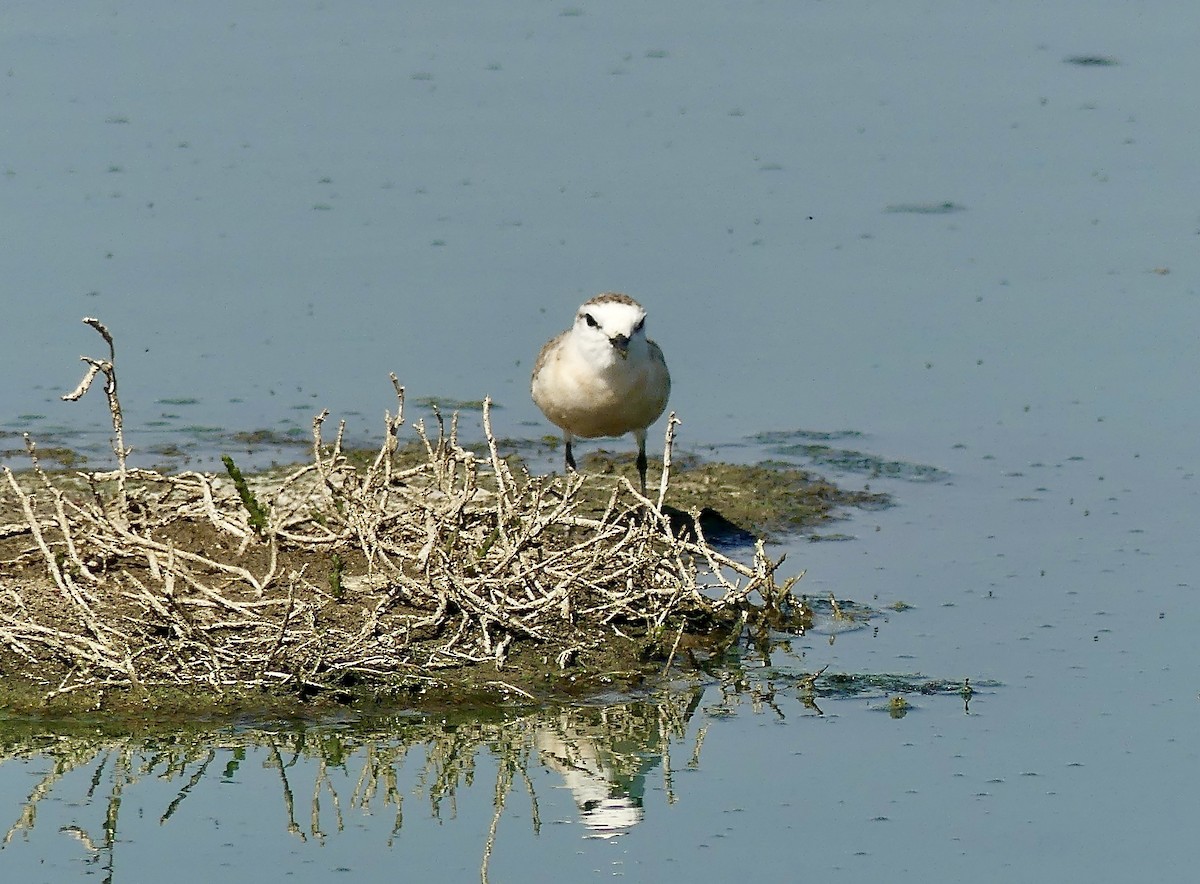 White-fronted Plover - ML646942239