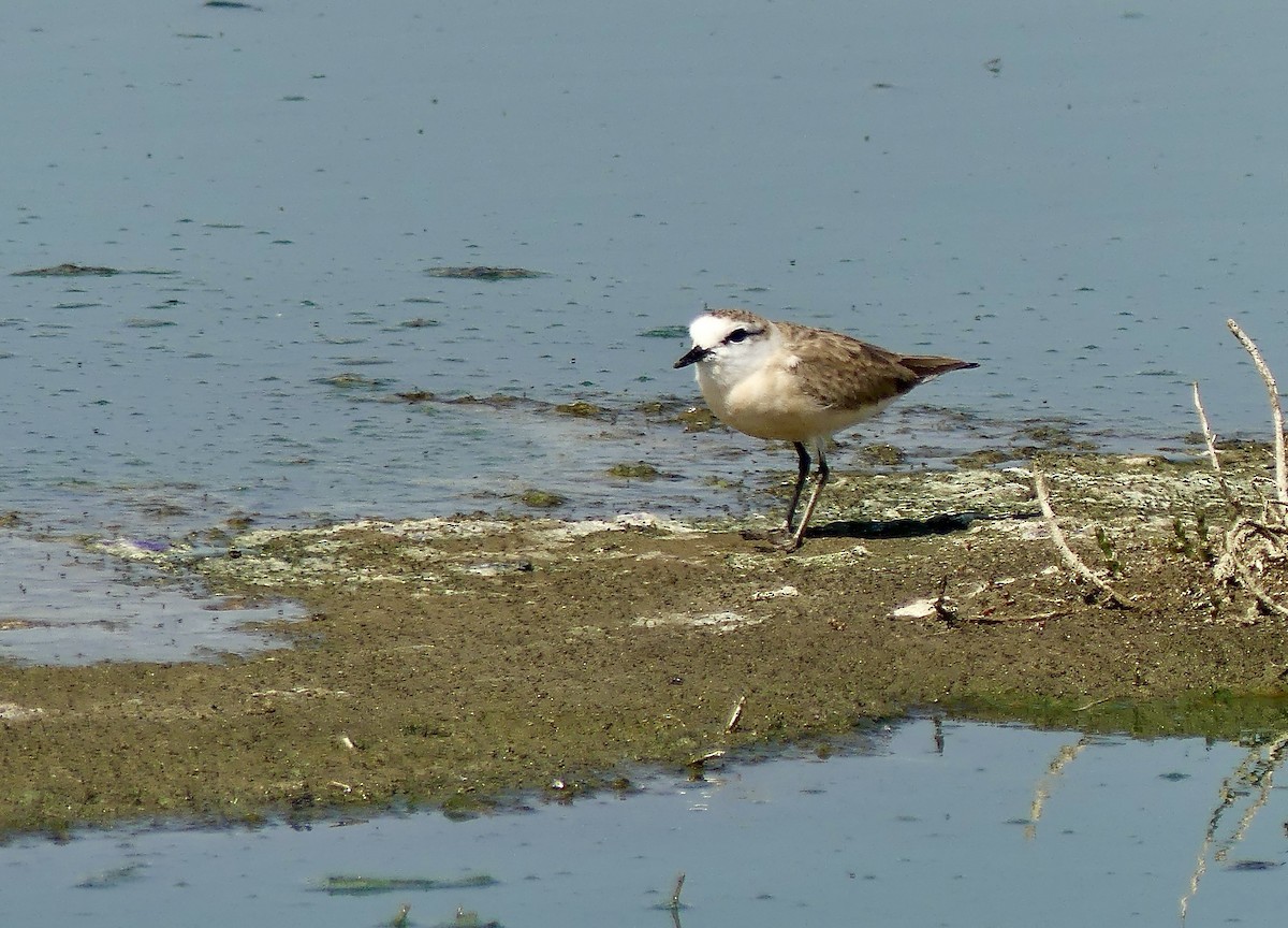 White-fronted Plover - ML646942240