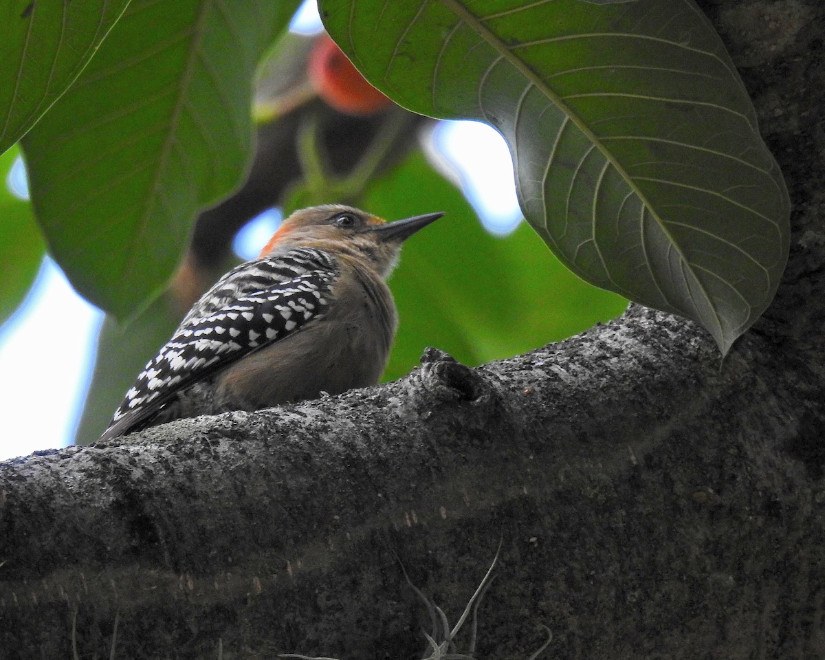 rødkronespett - ML646942241