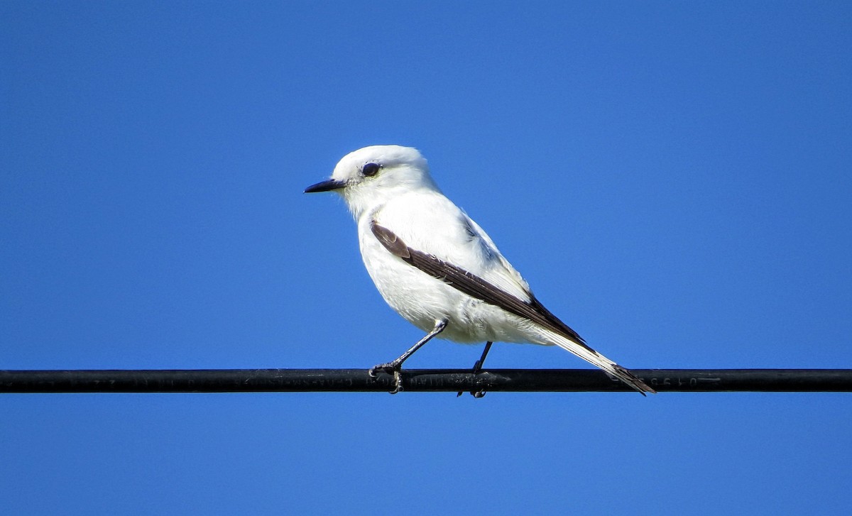 Pépoaza irupéro - ML646942244