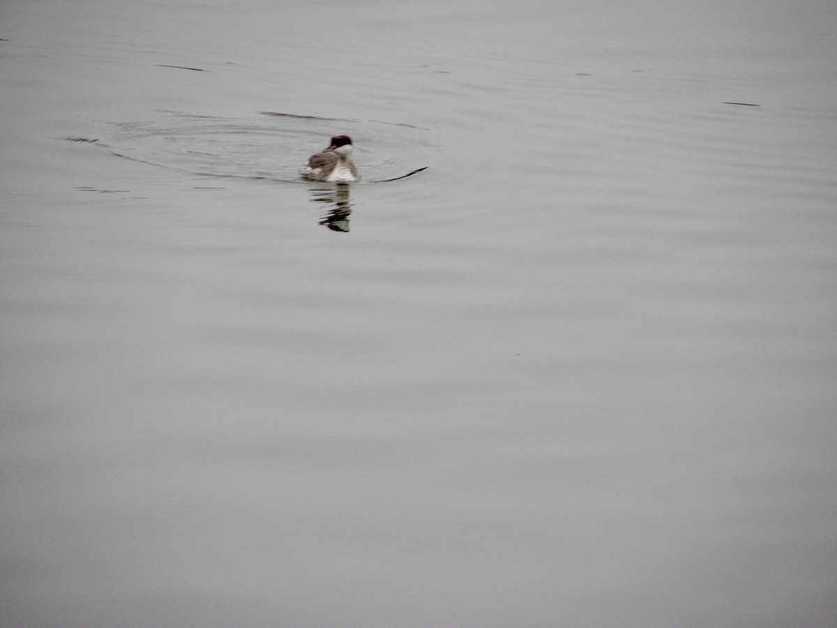 Horned Grebe - ML646942245