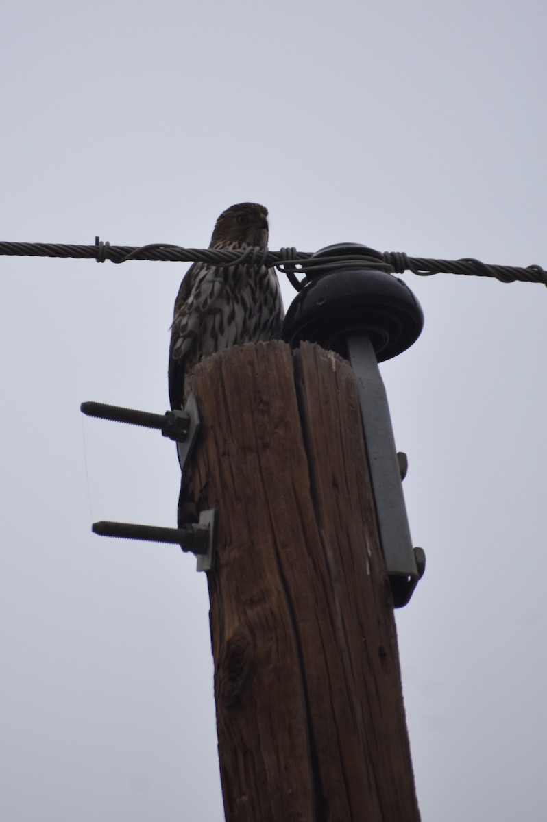 Cooper's Hawk - ML646942247