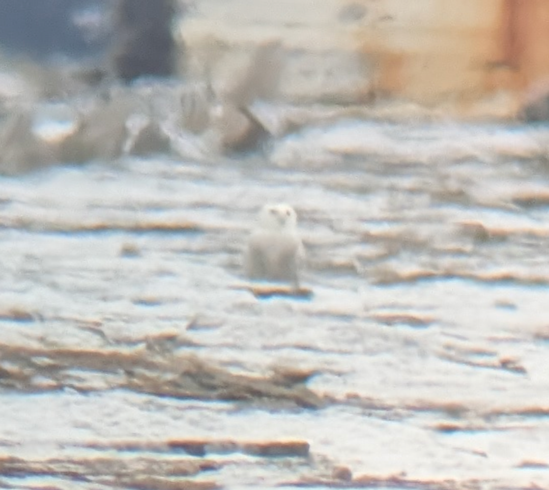 Snowy Owl - ML646942248