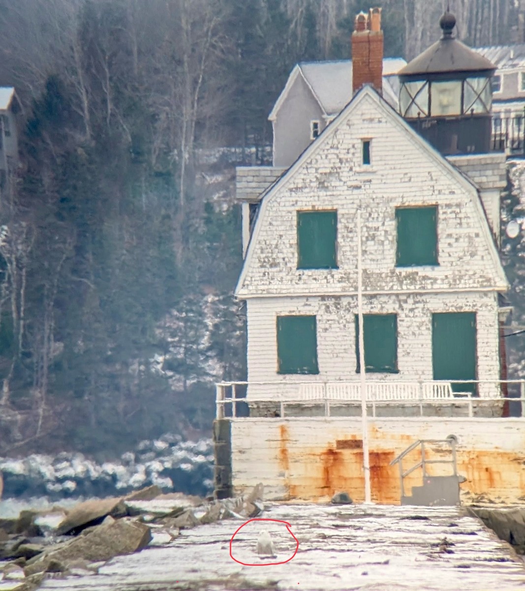 Snowy Owl - ML646942249