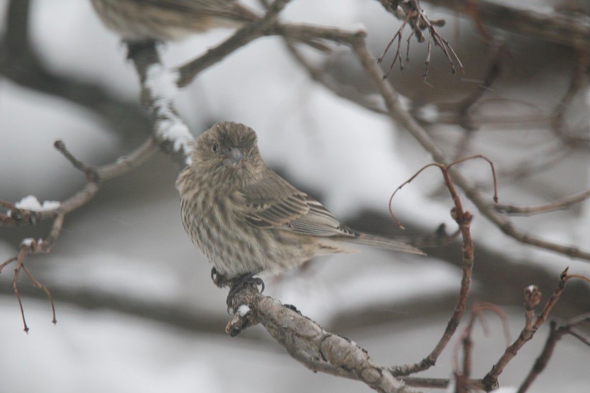 House Finch - ML646942250