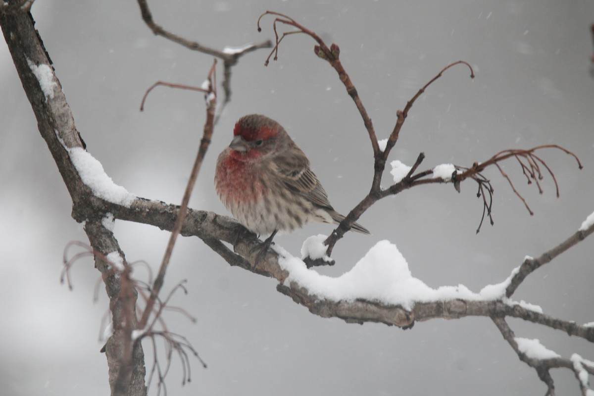 House Finch - ML646942251