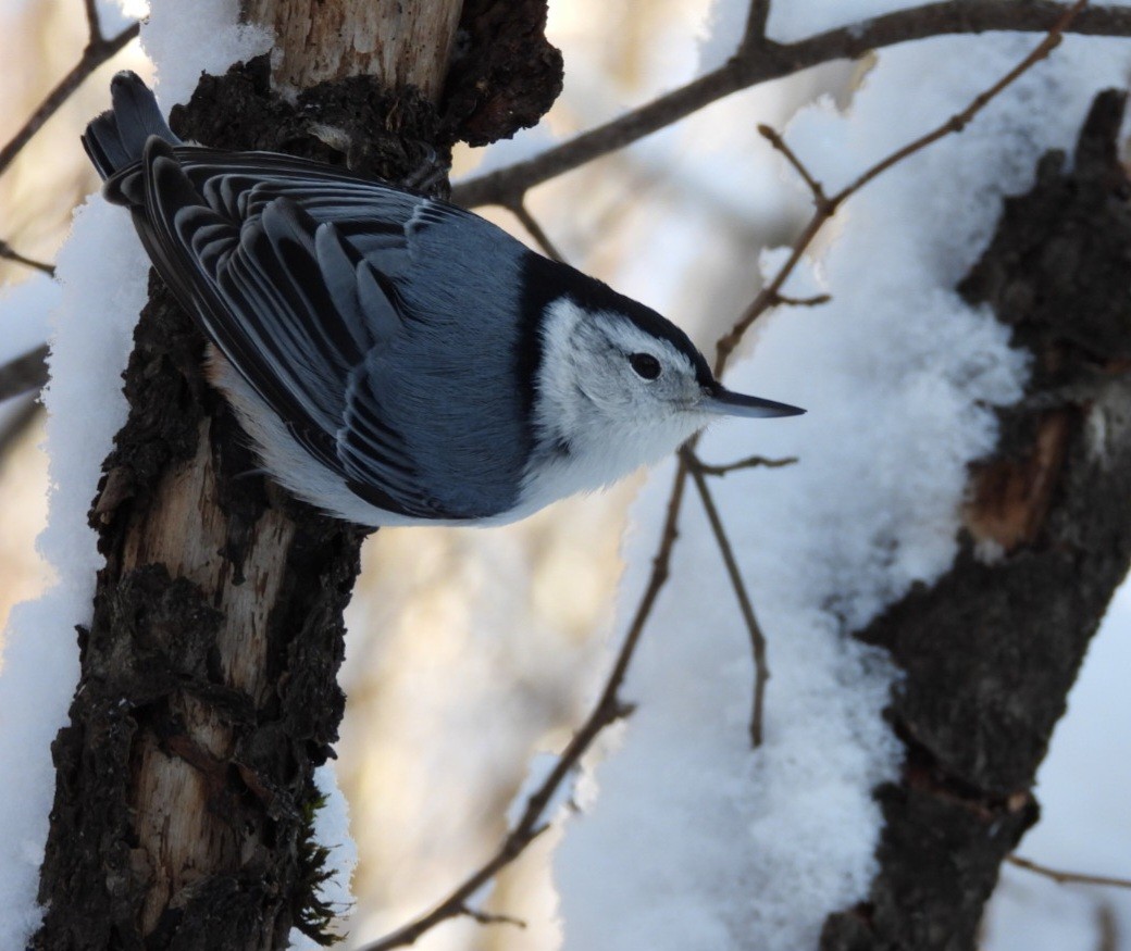 White-breasted Nuthatch - ML646942252