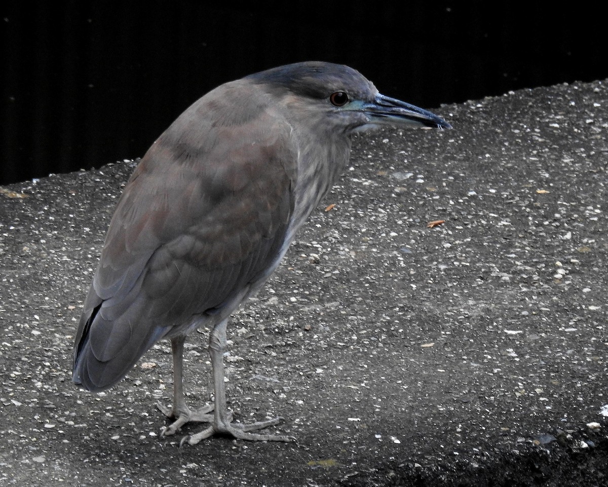 Martinete Común - ML646942253