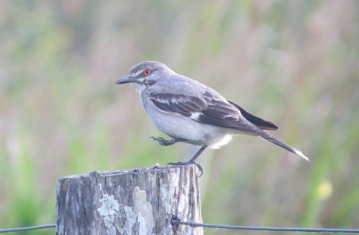 Pépoaza cendré - ML646942256