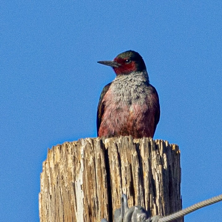 Carpintero de Lewis - ML646942258