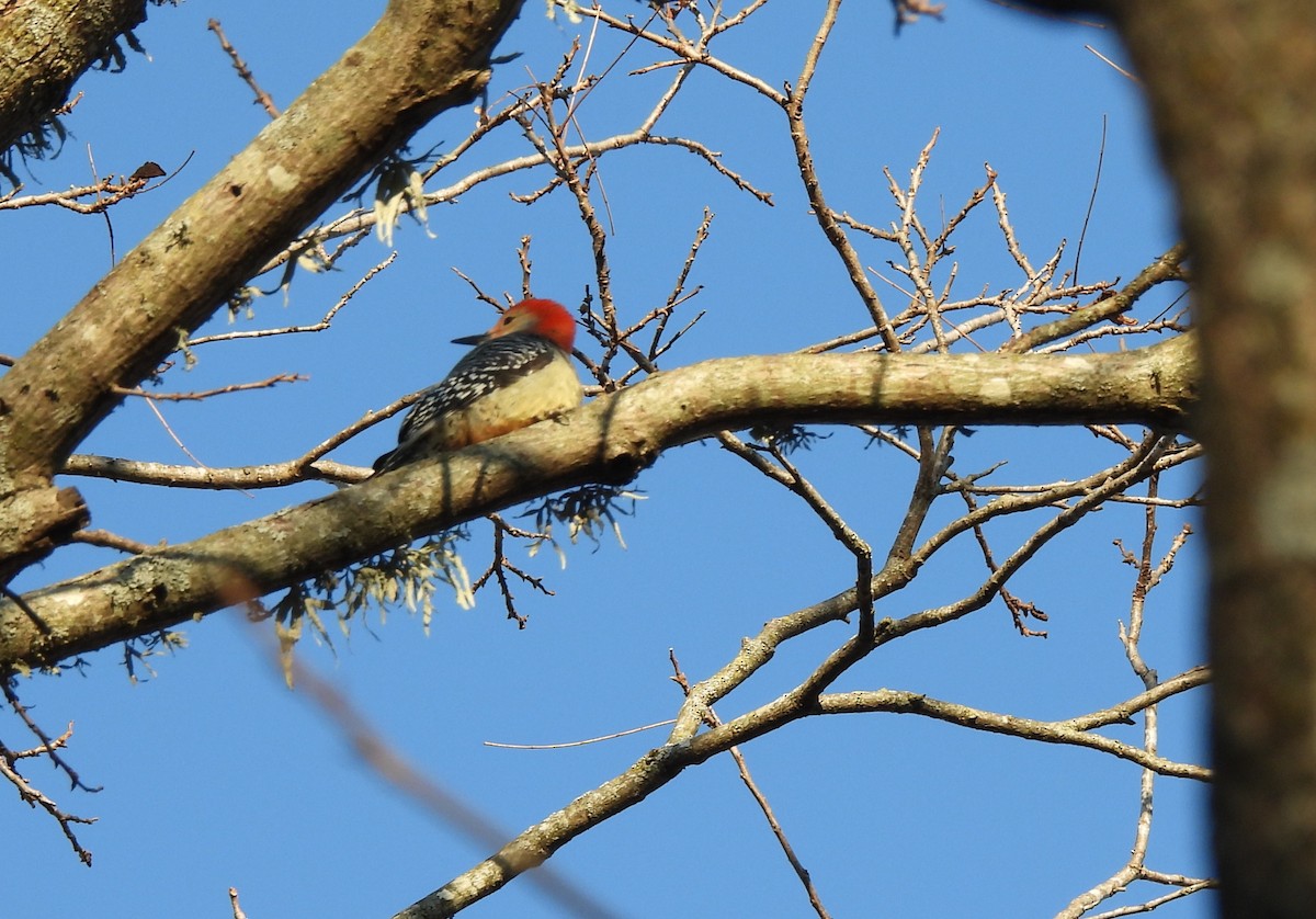 Red-bellied Woodpecker - ML646942260