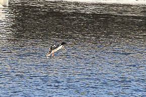 laksand - ML646942261