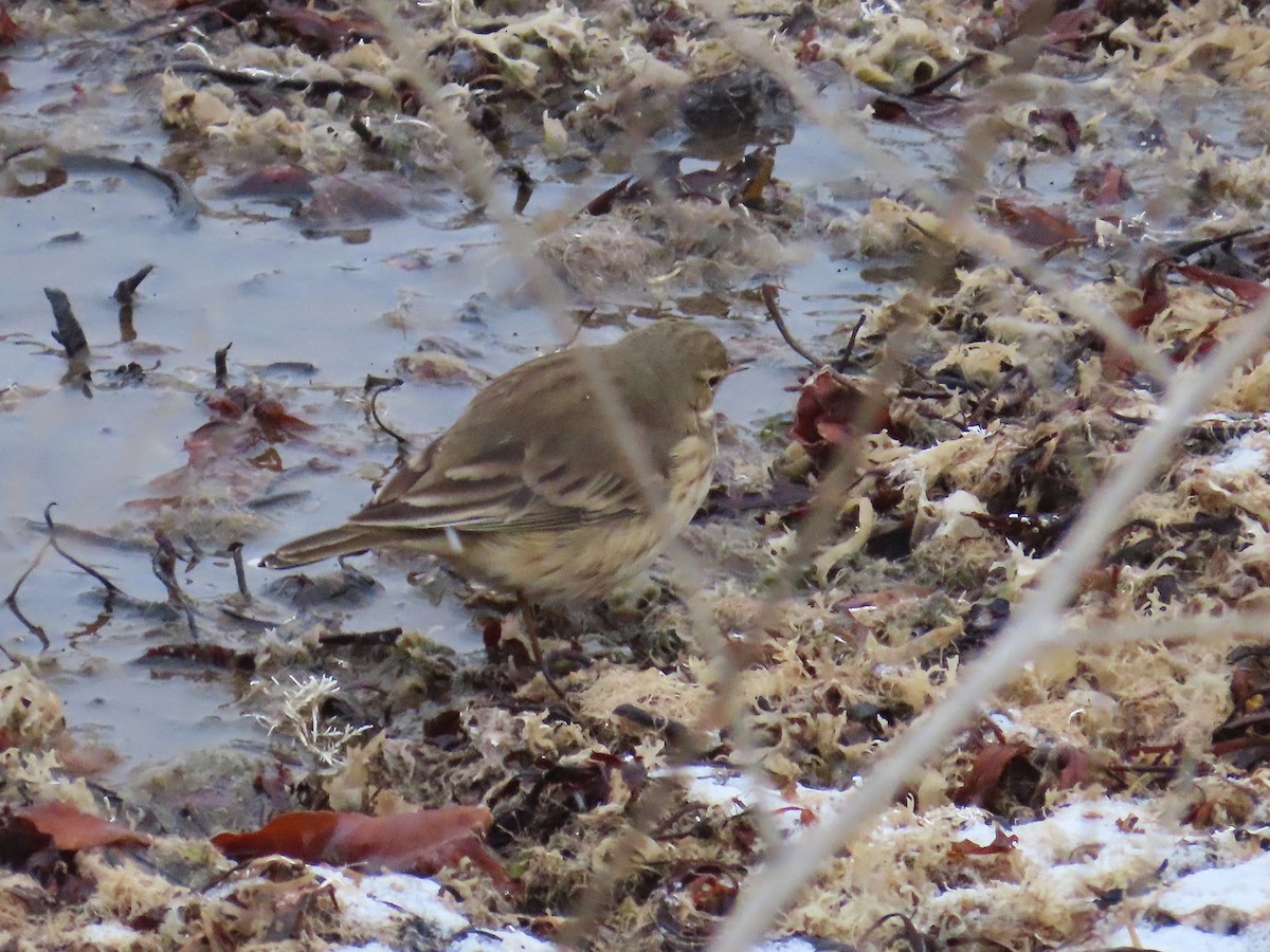 American Pipit - ML646942262