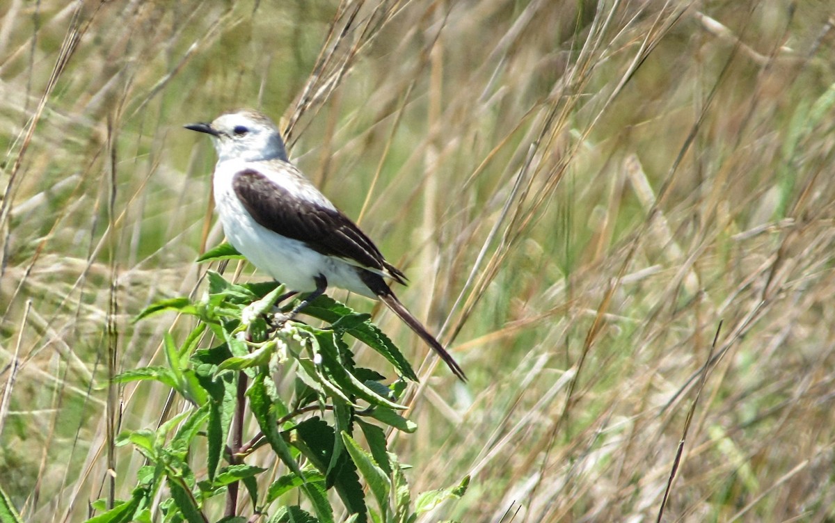 Moucherolle dominicain - ML646942265