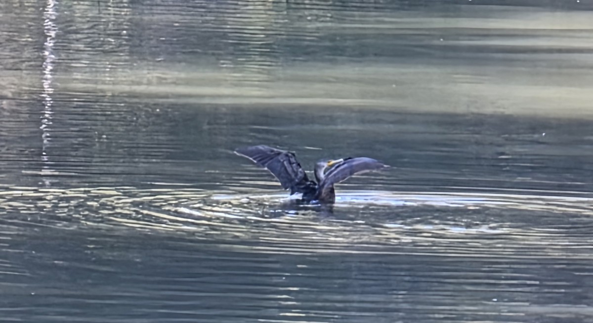 Cormorán Orejudo - ML646942267