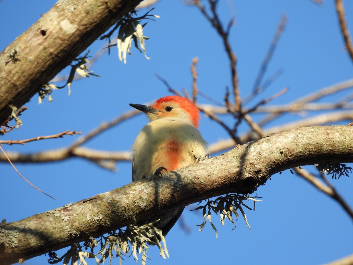 Red-bellied Woodpecker - ML646942276