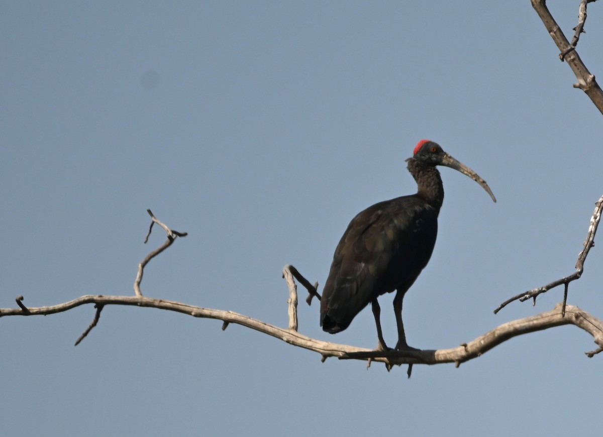 Red-naped Ibis - ML646942278