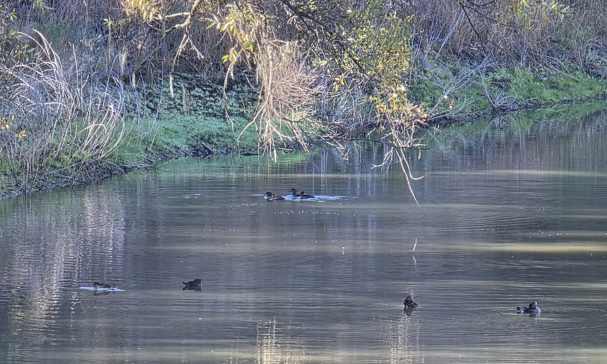 Serreta Capuchona - ML646942279