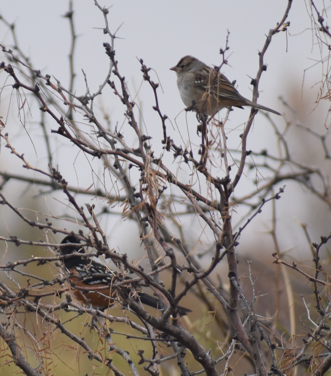 Spotted Towhee - ML646942280