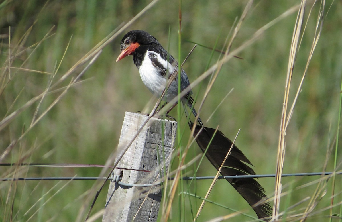 Moucherolle à queue large - ML646942283