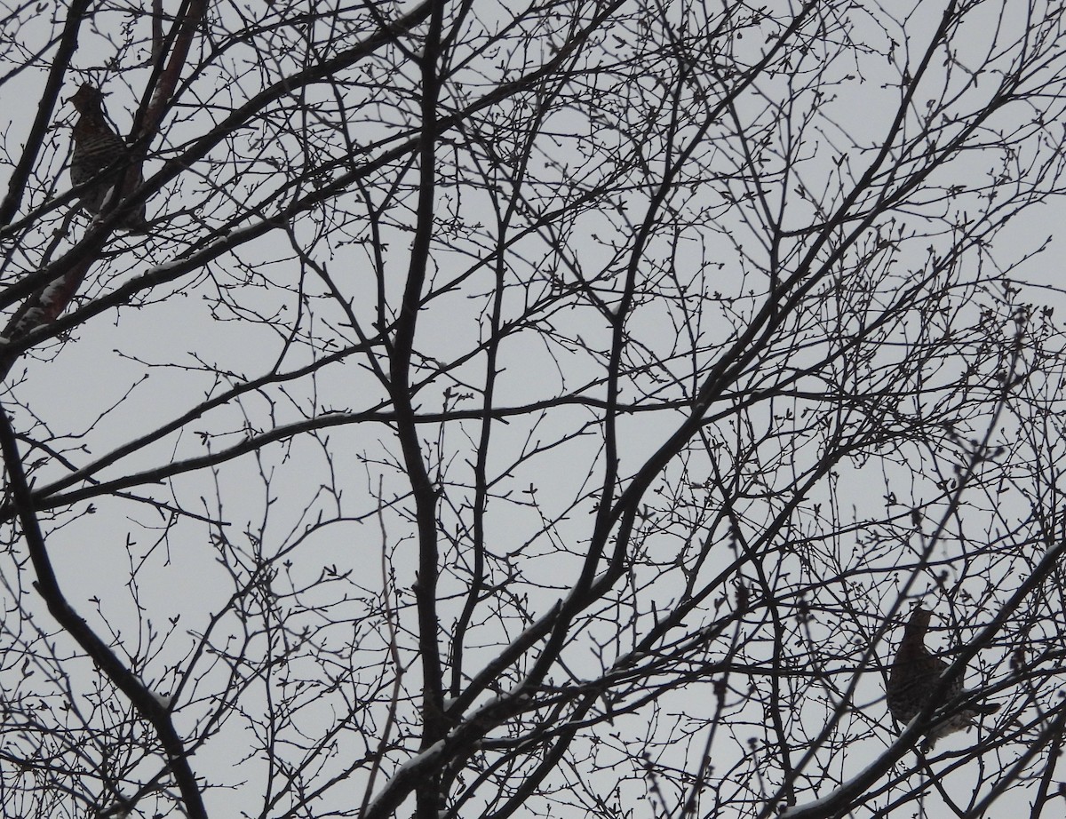 Ruffed Grouse - ML646942286