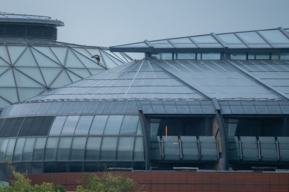 Schmarotzerraubmöwe - ML646942287