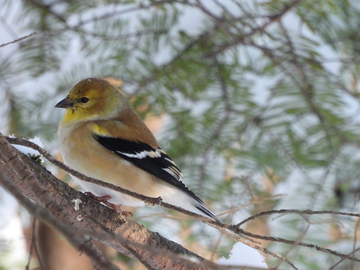 American Goldfinch - ML646942288
