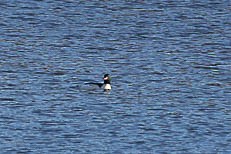 laksand - ML646942289