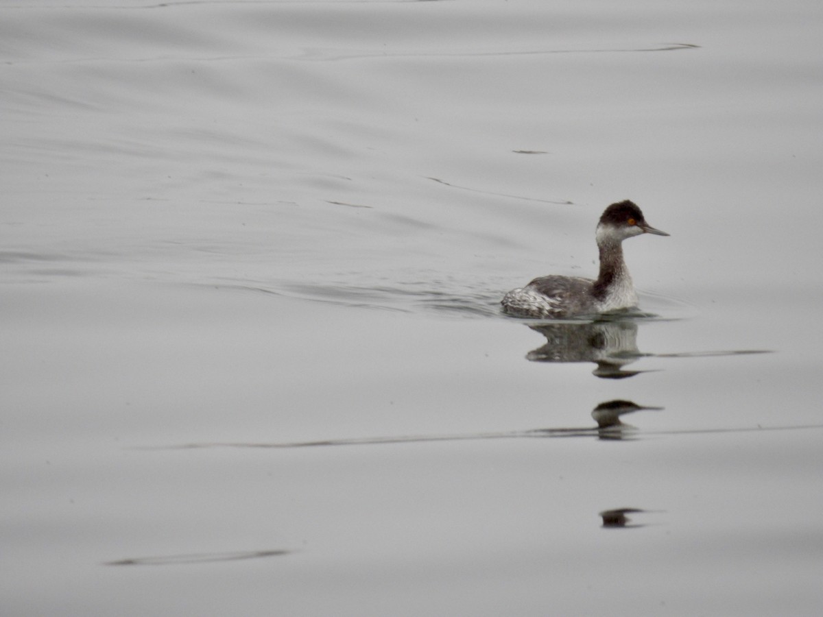 Grèbe à cou noir - ML646942290