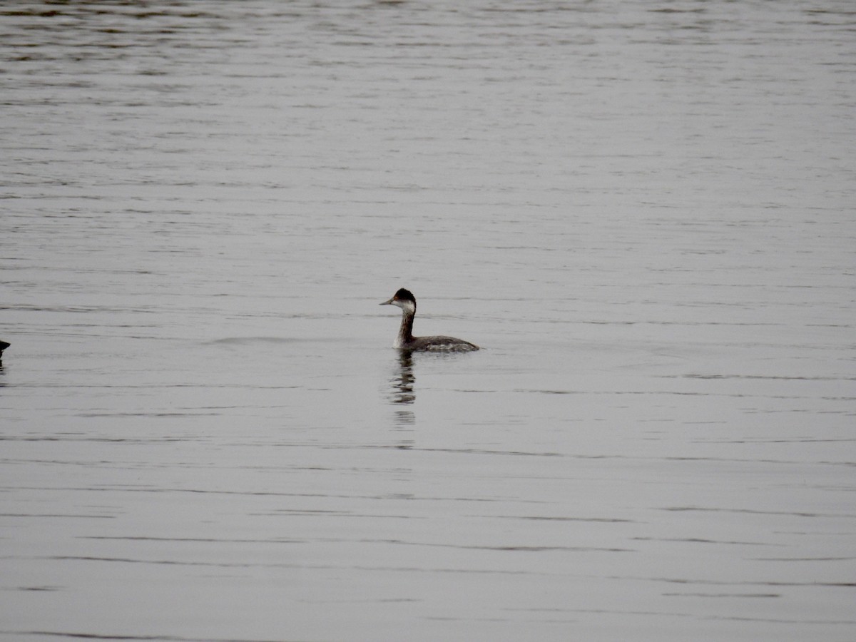 Grèbe à cou noir - ML646942291