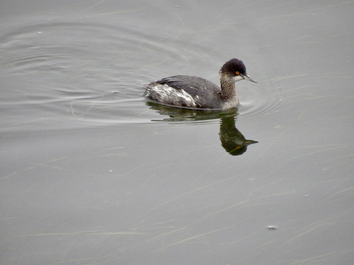 Grèbe à cou noir - ML646942292