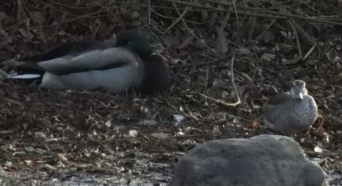 Ringed Teal - ML646942293