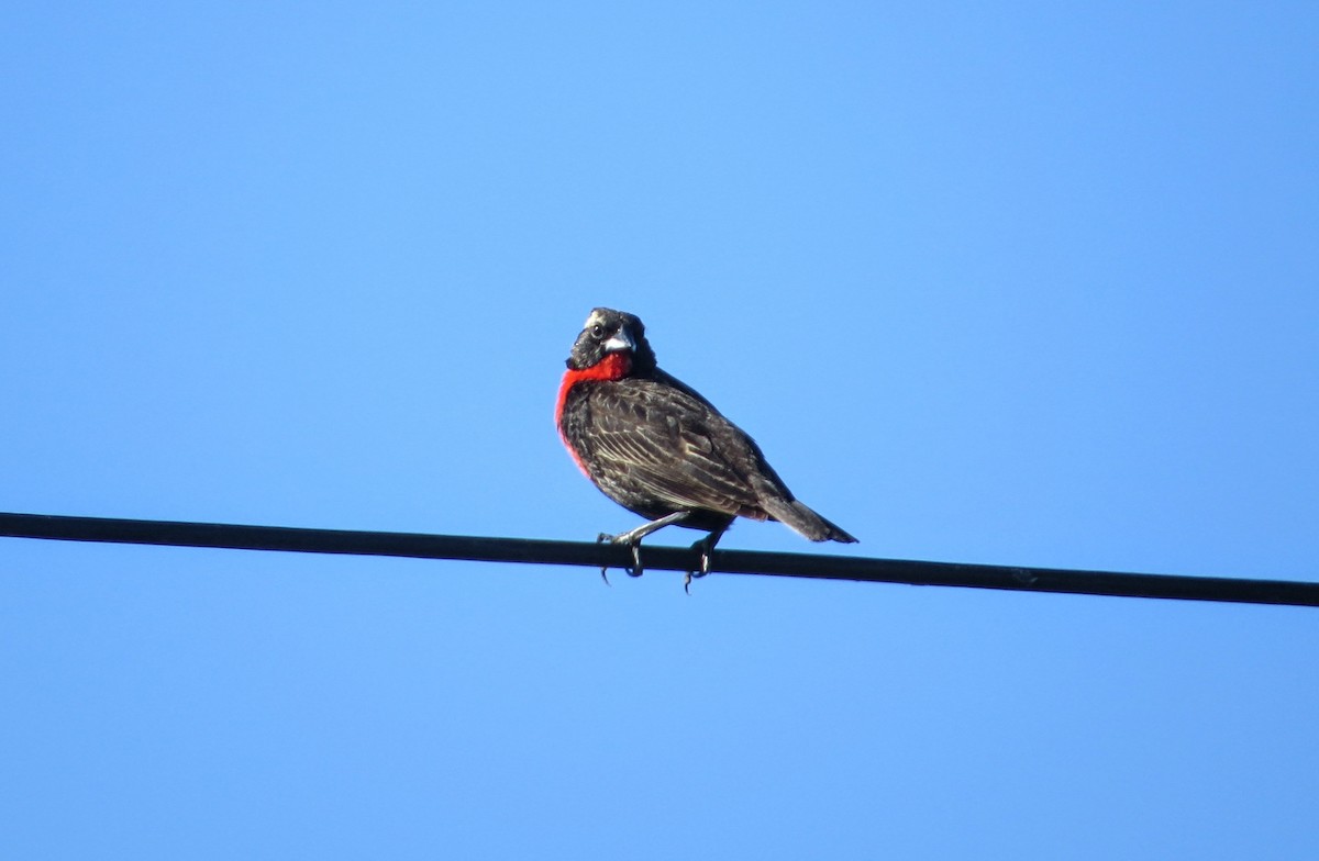 White-browed Meadowlark - ML646942301