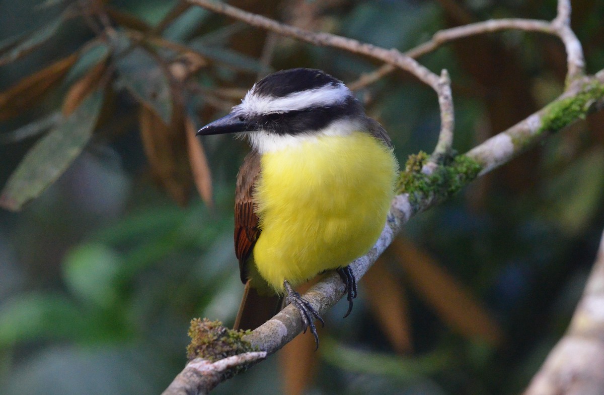 Great Kiskadee - ML646942314