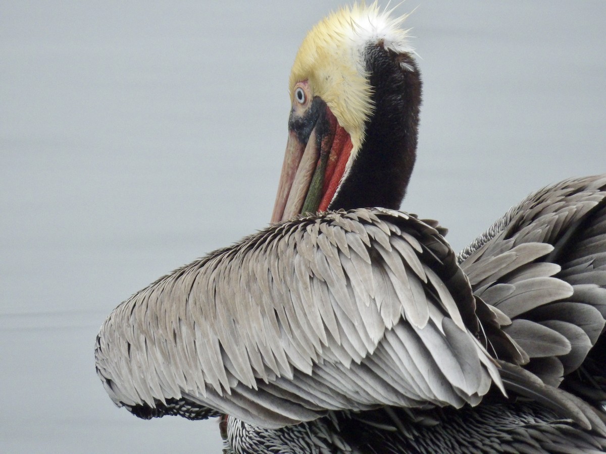 Brown Pelican - ML646942315