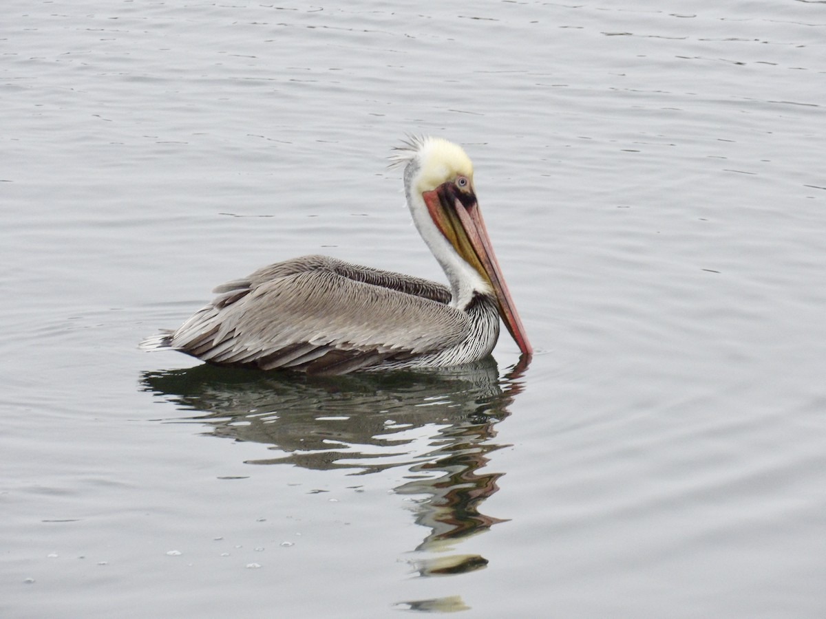 Brown Pelican - ML646942316