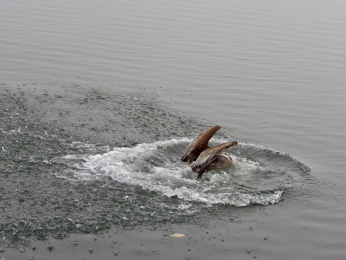 Brown Pelican - ML646942317