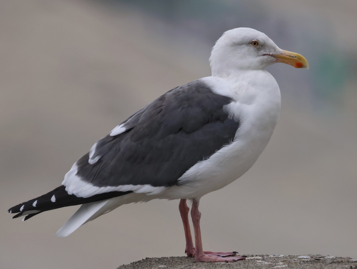 アメリカオオセグロカモメ - ML646942318