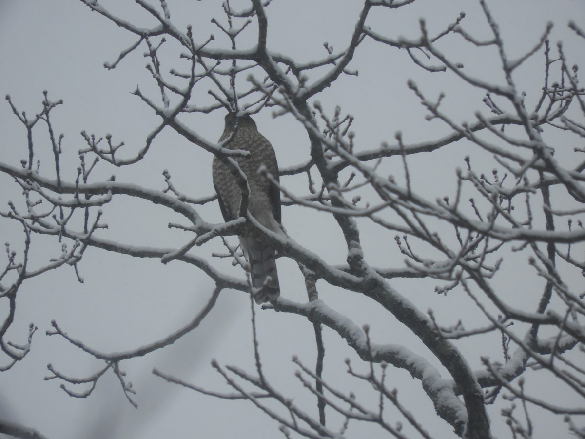 Cooper's Hawk - ML646942319