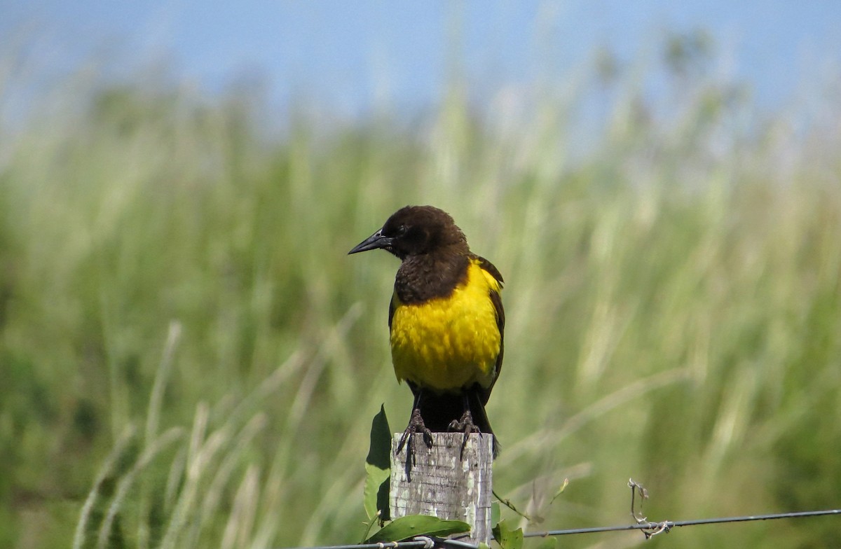 Carouge guirahuro - ML646942320