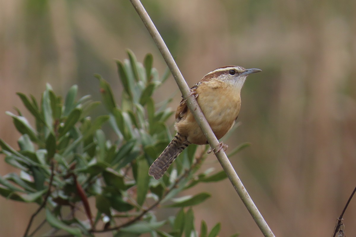 Carolina Wren - ML646942325