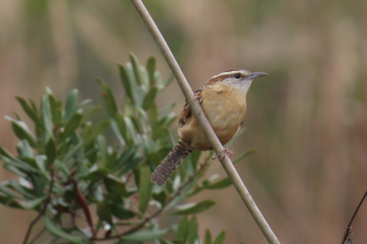 Carolina Wren - ML646942326