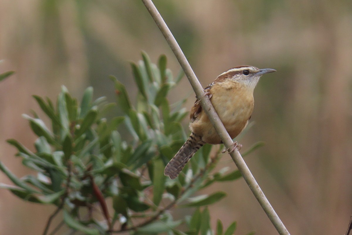 Carolina Wren - ML646942327