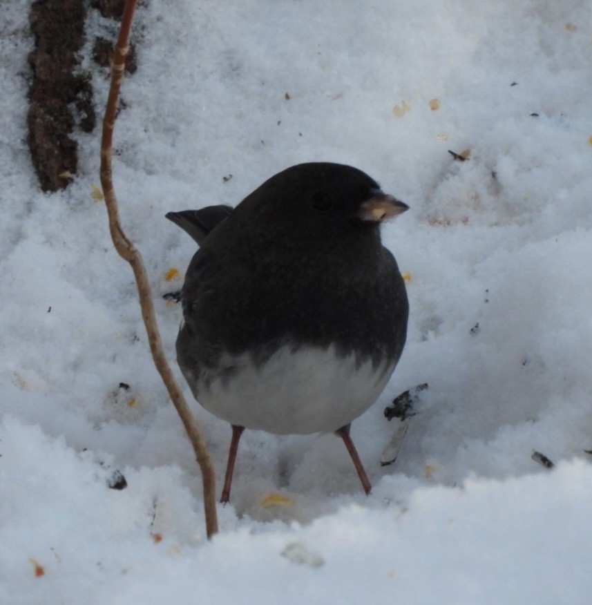 Dark-eyed Junco - ML646942328
