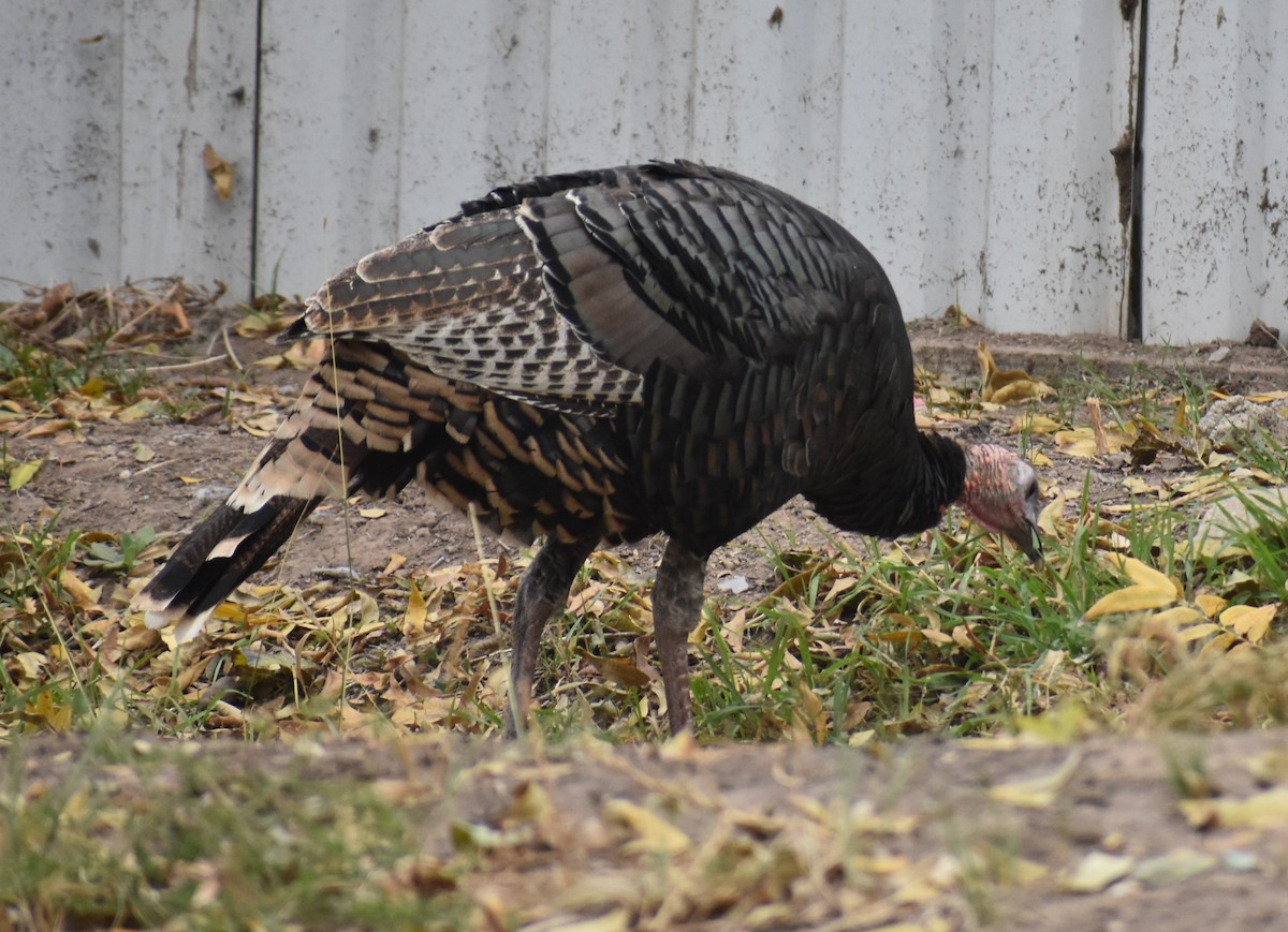 Wild Turkey - ML646942330