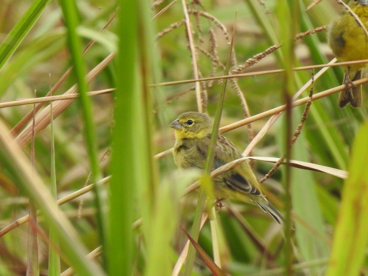 Çayır Kanarya İspinozu - ML646942333