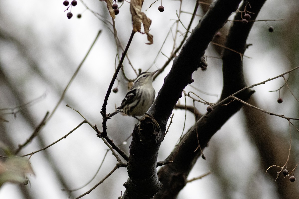 Black-and-white Warbler - ML646942339